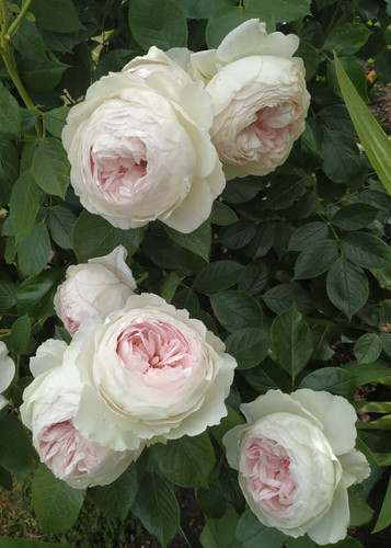 Rose strauchrose edelrose duft - strauchrose,