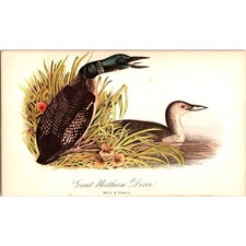 Great Northern Diver, 1869