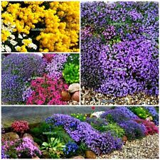 Steingartenstauden Mischung beliebter Arten u. Sorten - winterhart Samen Saatgut