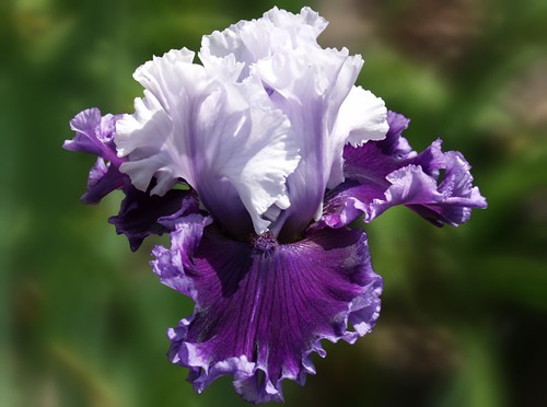 Schwertlilie iris - schwertlilie, /