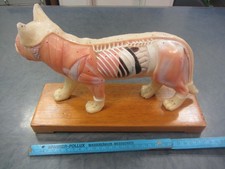 Akupunktur Modell Katze