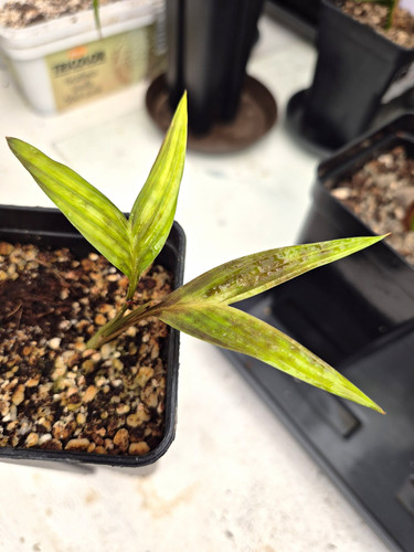 Pinanga crassipes palme - crassipes,,