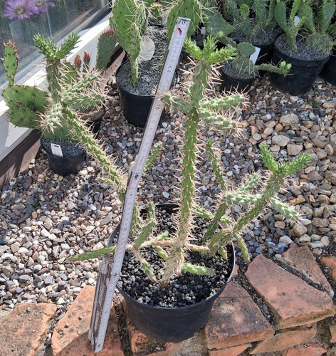 Genau dieser cylindropuntia - genau,