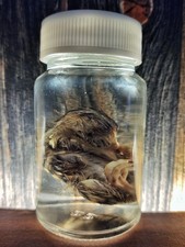 Nasspräparat Wachtel Küken Kuriosität Wunderkammer Feuchtpräparat Anatomie Huhn