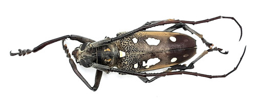 Cerambycidae batocera rubus - batocera,