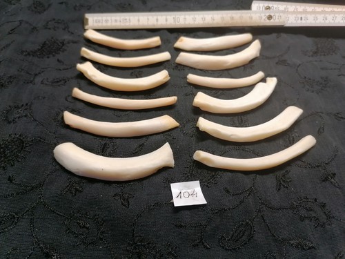 Echte tier knochen hexen - tier,