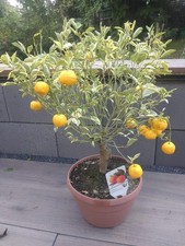 Calamondin Stamm Orange Citrus
