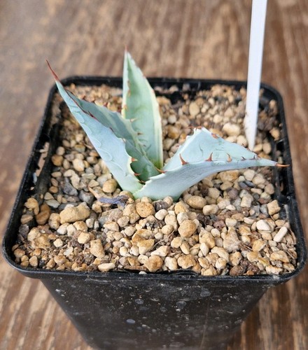 Agave ovatisana sea - ovatisana, 'sea