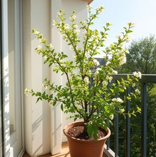 Zimmerlinde schnellwüchsig