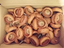 1000 Eichelhüte von der