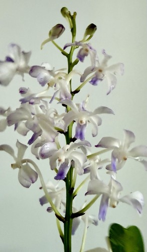 Vanda white heavenstair - heavenstair, 1
