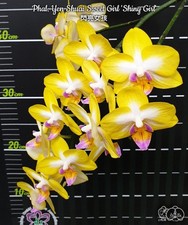 Taiwan Orchidee Phal. Yen