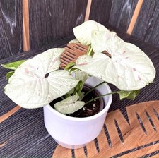 002019A Syngonium Milk