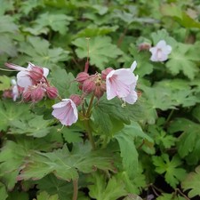 Geranium macrorrhizum 'Ingwersen' - Garten-Storchschnabel 'Ingwersen' - 9cm…