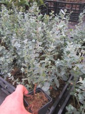 Eucalyptus gunnii - Mostgummi-Eukalyptus - Pflanze 30-50cm - Frosthart