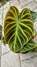 Philodendron Verrucosum Amazon