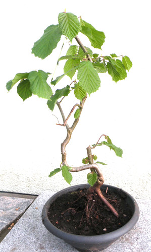Bonsai outdoor haselnuss - outdoor,