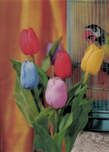 Tulpen papagei käfig - ak, tulpen,