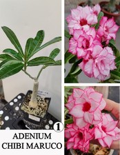 ADENIUM CHIBI MARUKO N1