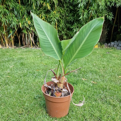 Winterharte lotus banane - winterharte, lotus-banane