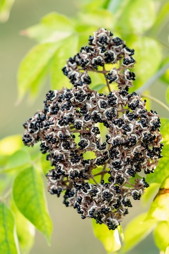 100 samen bienenbaum euodia - 100,