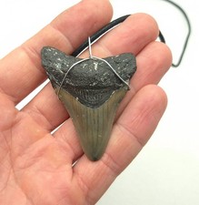 Megalodon necklace with - megalodon,