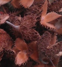 Bucheckern Hülsen 30 Stück basteln floristik creativ