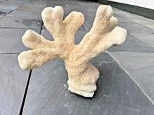 große Deko-Koralle, echtes