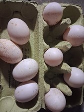 6 Enteneier AylesburyXSachsen