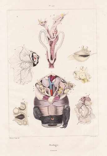 Ovologie eier vogeleier eggs - ovologie,