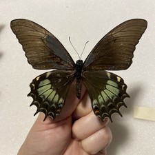 Entomologie*Papilio androgeus