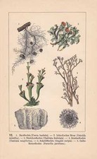 Flechten Lichen Bartflechte Mauerflechte Lithographie von 1899 Rentierflechte
