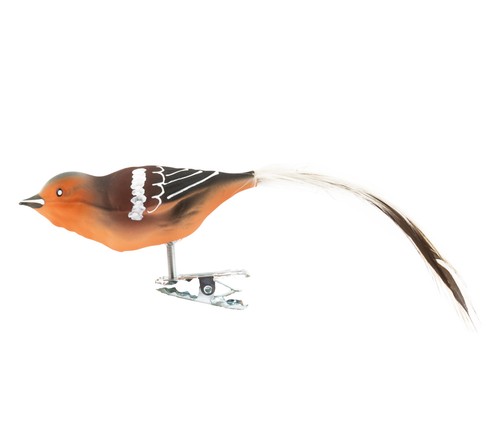 Buchfink glasvogel - buchfink, glasvogel.