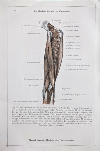 1911 deutscher anatomie druck - anatomie,