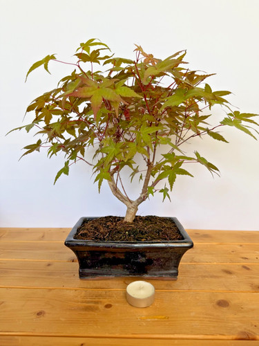 Bonsai acer palmatum - bonsai, deshojo