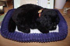 Perfect Petzzz  BLACK LAB