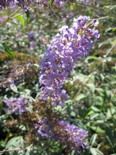 Sommerflieder ecolonia - sommerflieder,