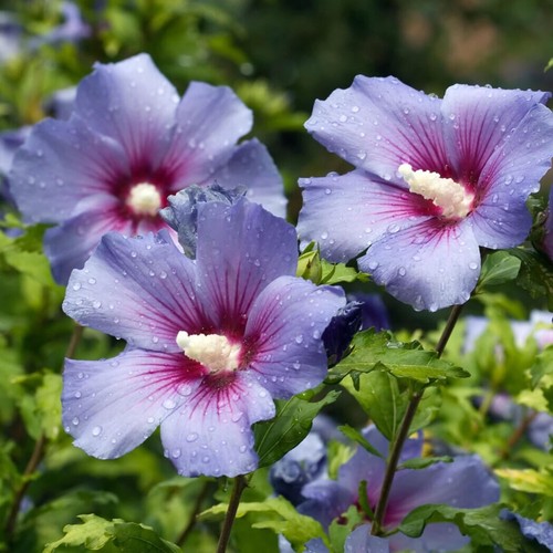 Gartenhibiskus syriakus - 10,