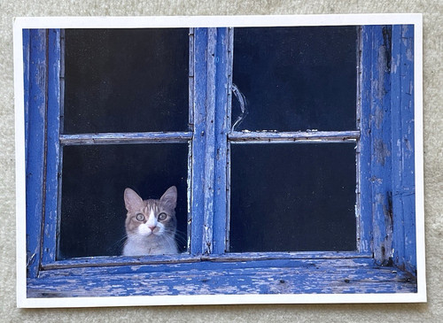 Postkarte katze am - 1,