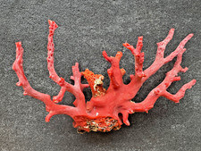 Natürlicher roter Korallenast