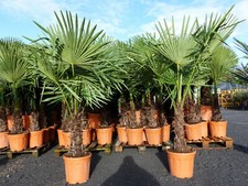 XXL Palme winterhart 160 cm,Trachycarpus fortunei, Hanfpalme