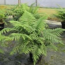 Tropischer - Echter Baumfarn -