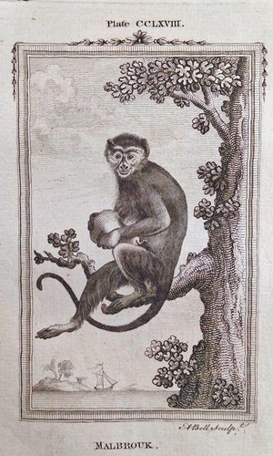 Kupferstich von 1781 malbrouk - kupferstich, 1781.