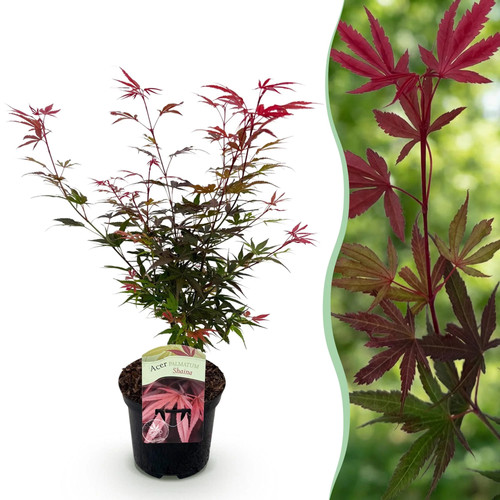 Japanischer ahorn acer - japanischer,