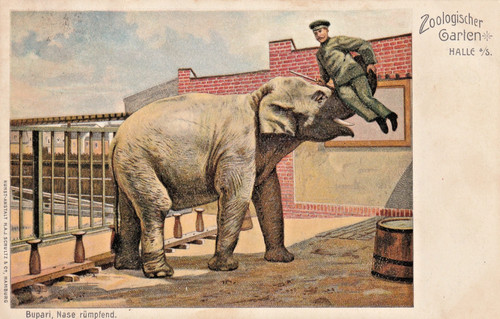 Halle saale zoologischer - ak, ,