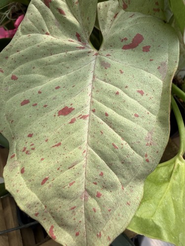 Syngonium confetti
