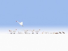 NOCH H0 15774 Schwäne und