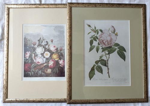 Bilder rosen robert - 2x,