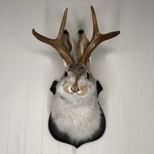 Geweih kaninchen kopf skulptur - kaninchen,