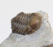 Trilobit, Geesops schlotheimi